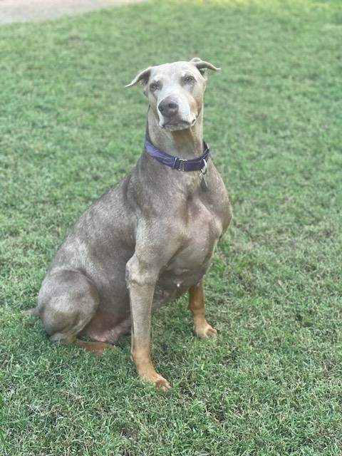Coco, a Adoptable Doberman Pinscher in Louisville, KY image 1/4