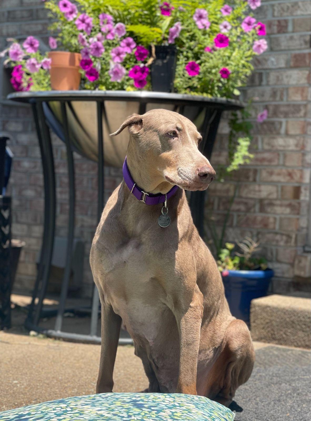 Coco, a Adoptable Doberman Pinscher in Louisville, KY image 2/4