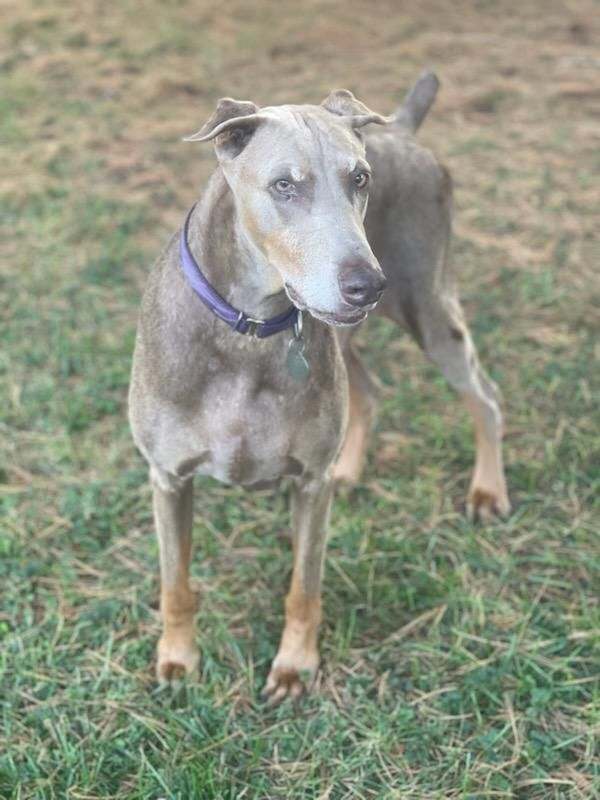 Coco, a Adoptable Doberman Pinscher in Louisville, KY image 3/4