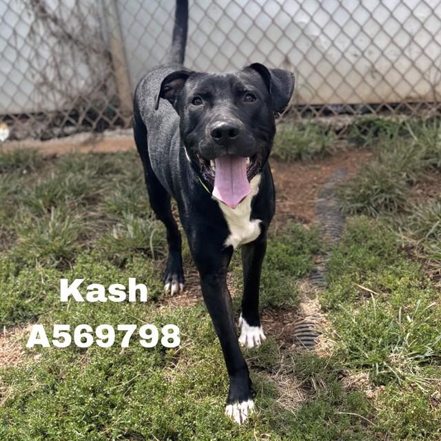 KASH, Adoptable, Young Male Pit Bull Terrier & Mixed Breed.