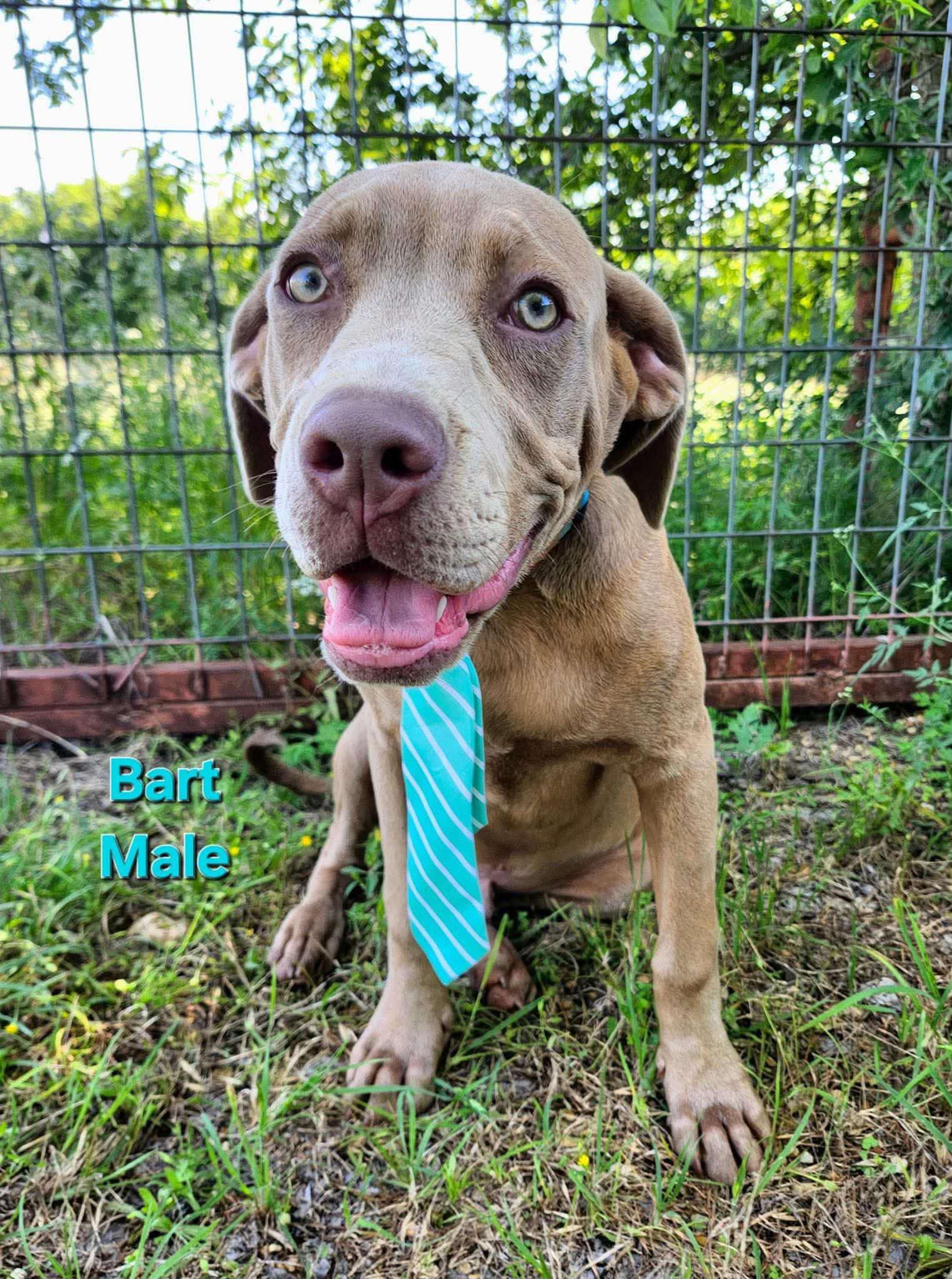 Bart the Lab/Weim Mix, a Adoptable mixed breed in Muskego, WI image 3/6
