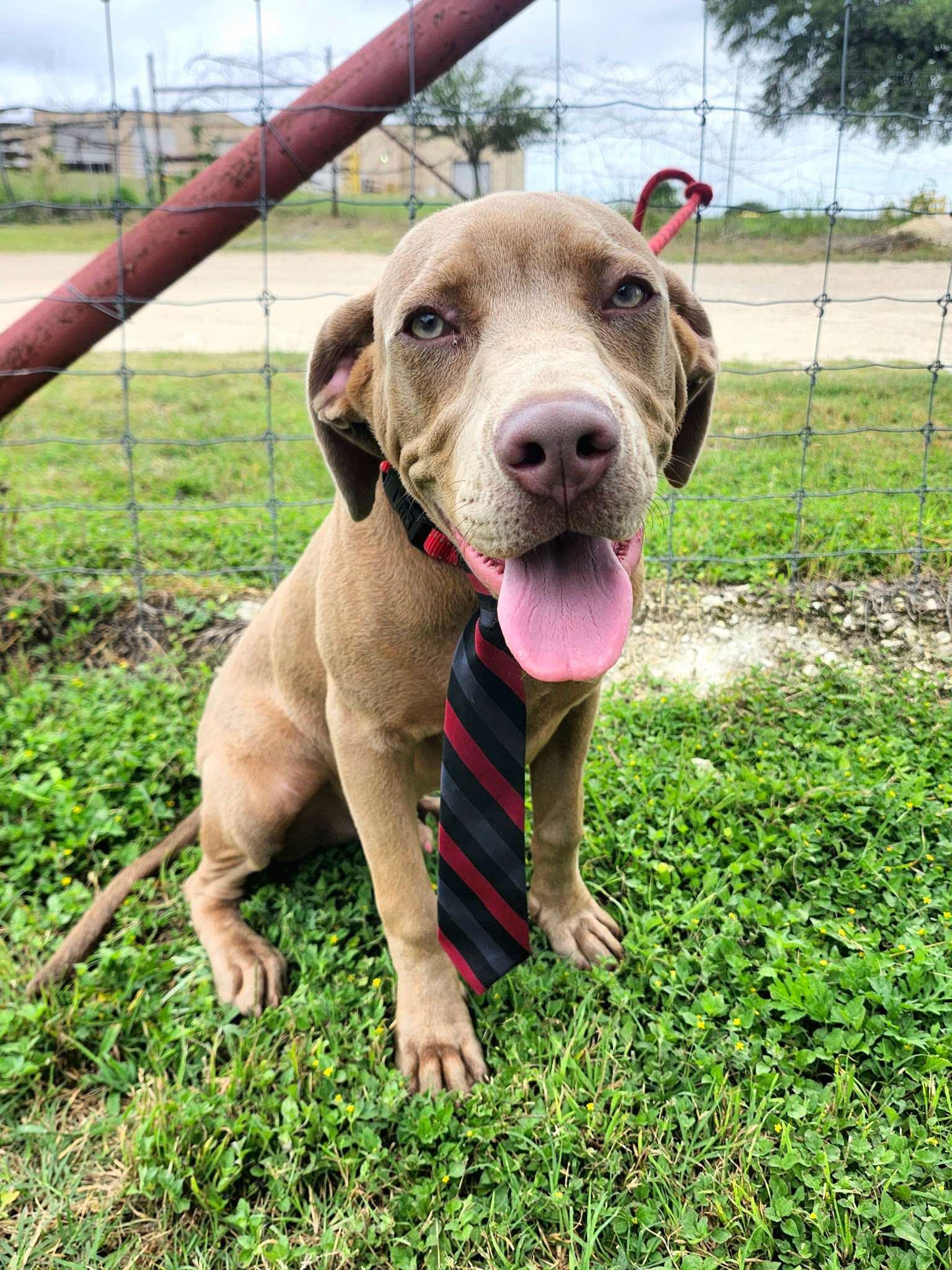 Bart the Lab/Weim Mix, a Adoptable mixed breed in Muskego, WI image 2/6