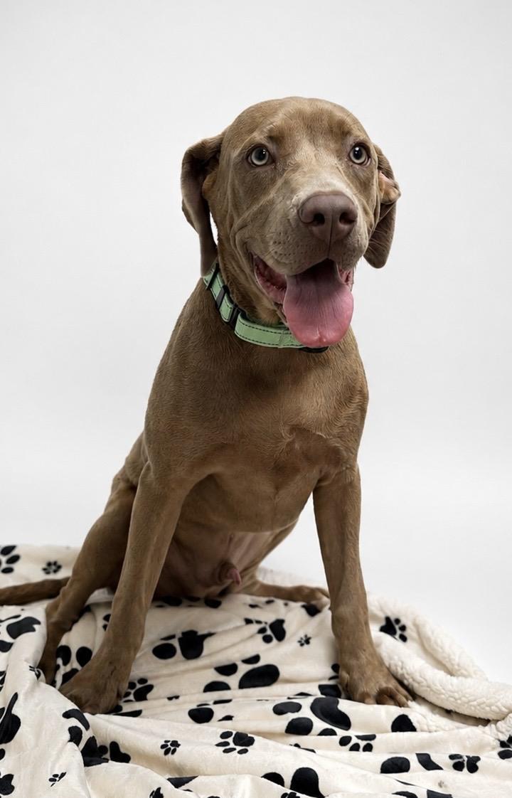 Bart the Lab/Weim Mix, a Adoptable mixed breed in Muskego, WI image 1/6