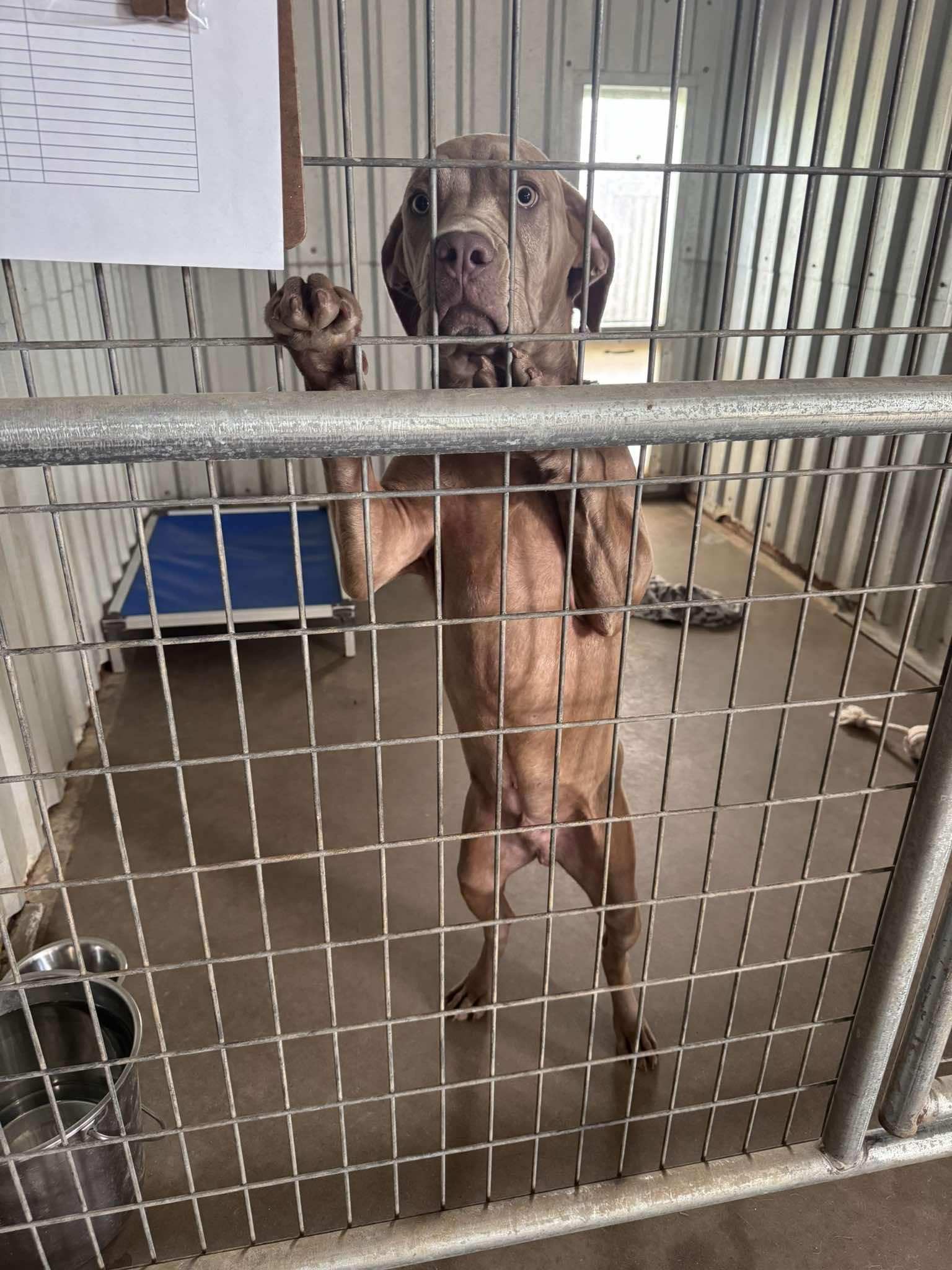 Bart the Lab/Weim Mix, a Adoptable mixed breed in Muskego, WI image 6/6