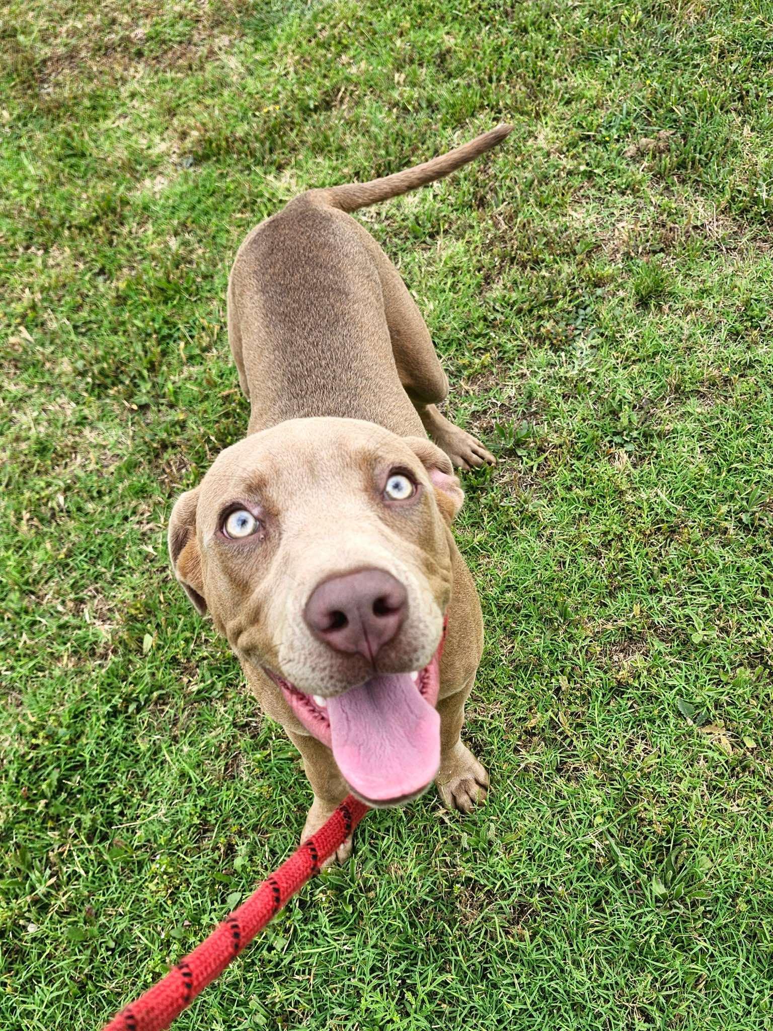 Bart the Lab/Weim Mix, a Adoptable mixed breed in Muskego, WI image 5/6