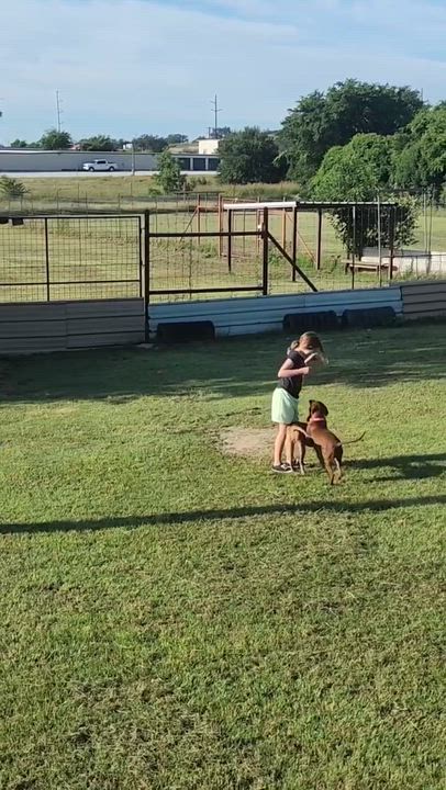 Enlarge Bart the Lab/Weim Mix, a Adoptable mixed breed in Muskego, WI video 4/6
