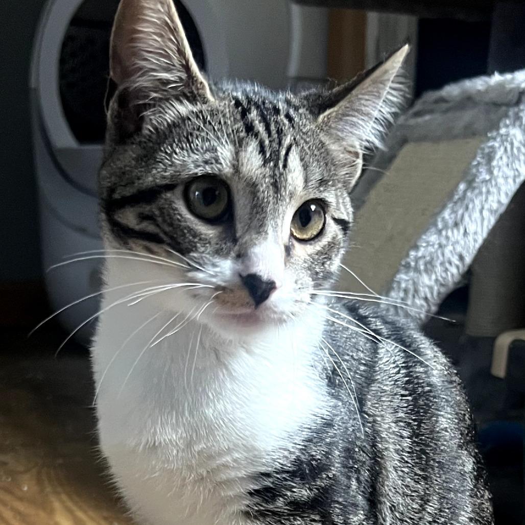 Ember, Adoptable, Young Female Domestic Short Hair.