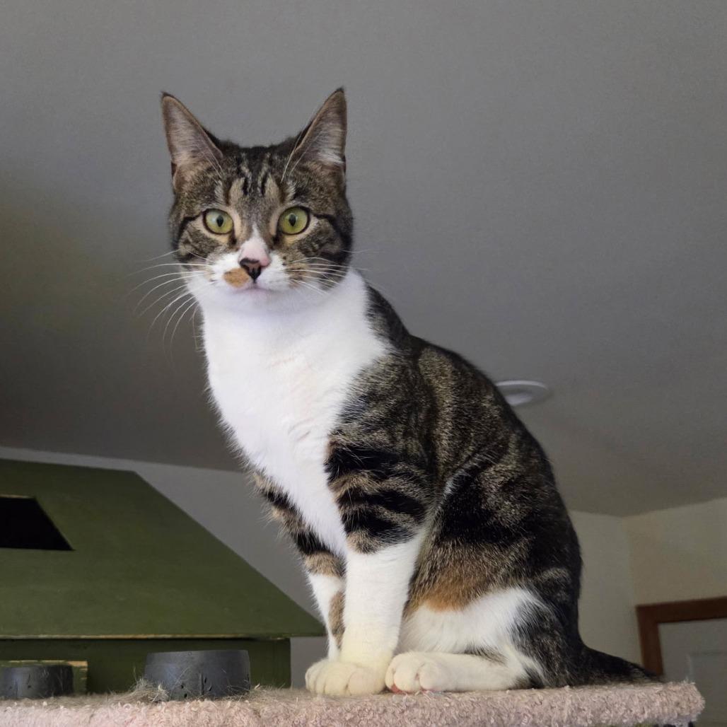 Enlarge Ember, a Adoptable Domestic Short Hair in Wind Gap, PA image 2/2