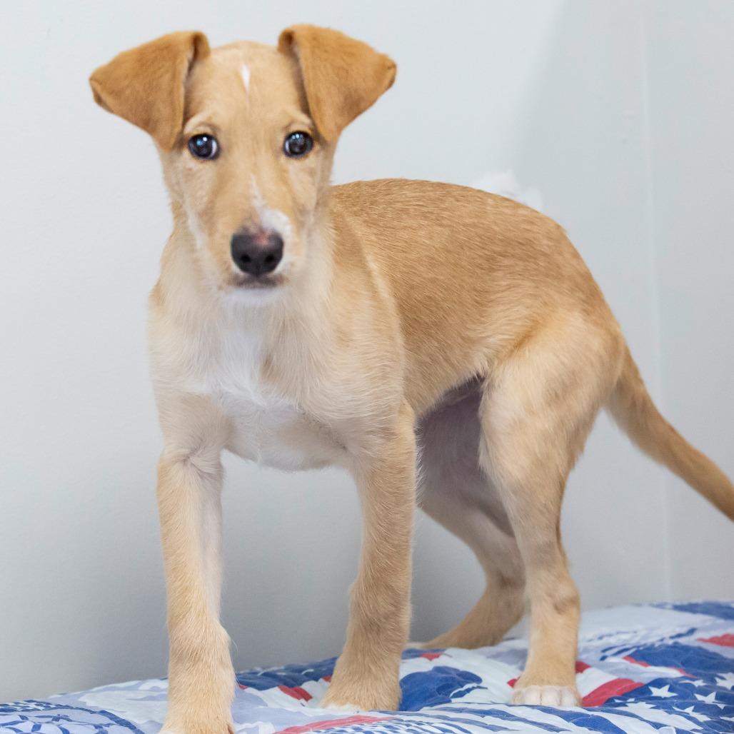 Enlarge Blanche, a Adoptable Mixed Breed in Cartersville, GA image 1/4