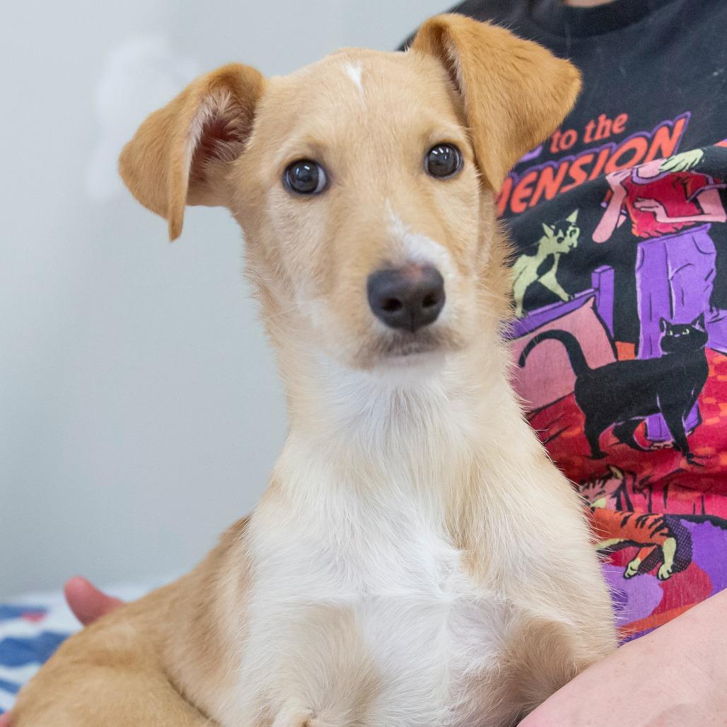 Enlarge Blanche, a Adoptable Mixed Breed in Cartersville, GA image 2/4