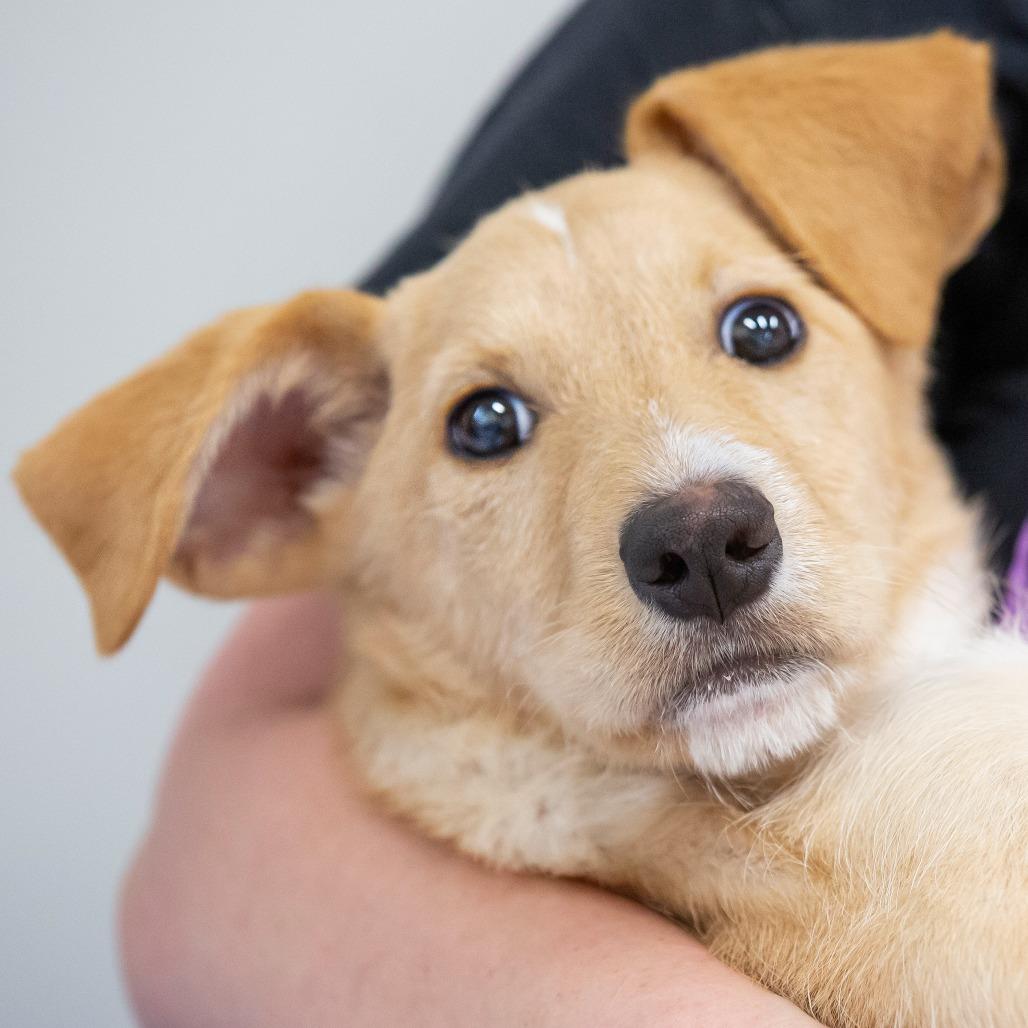 Enlarge Blanche, a Adoptable Mixed Breed in Cartersville, GA image 3/4