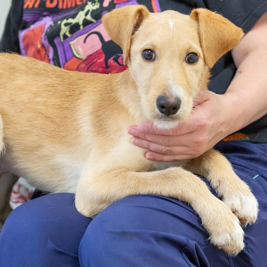 Enlarge Blanche, a Adoptable Mixed Breed in Cartersville, GA image 4/4