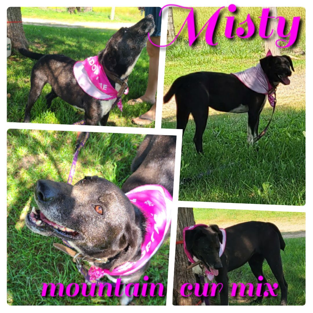 Misty, an adoptable Mountain Cur, Collie in Ashdown, AR, 71822 | Photo Image 1