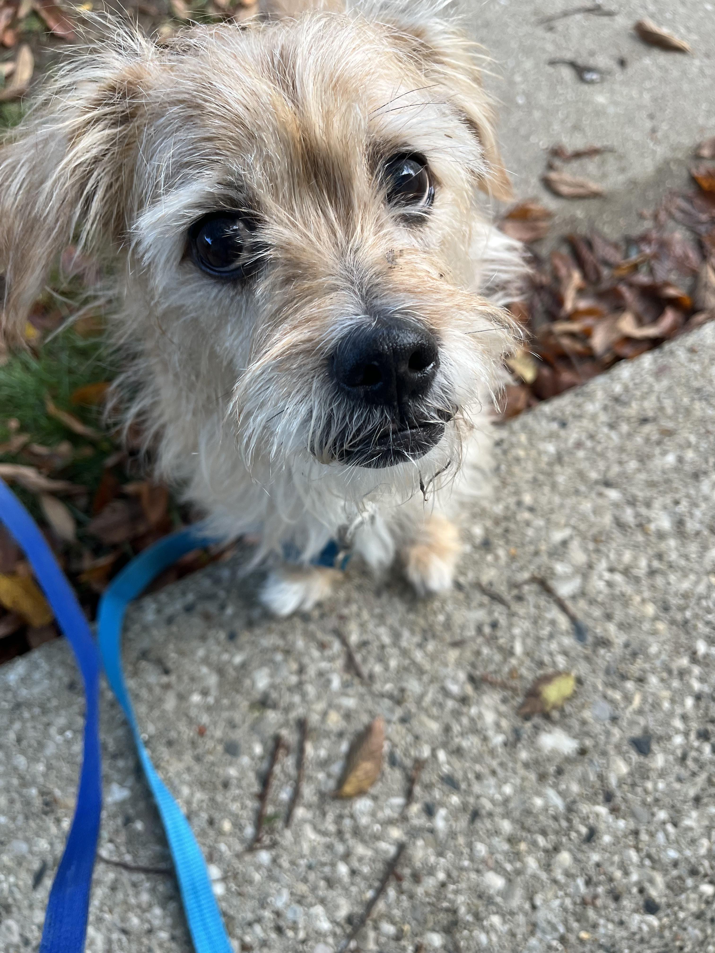 TAJ & VAMP  **$300 BONDED PAIR**