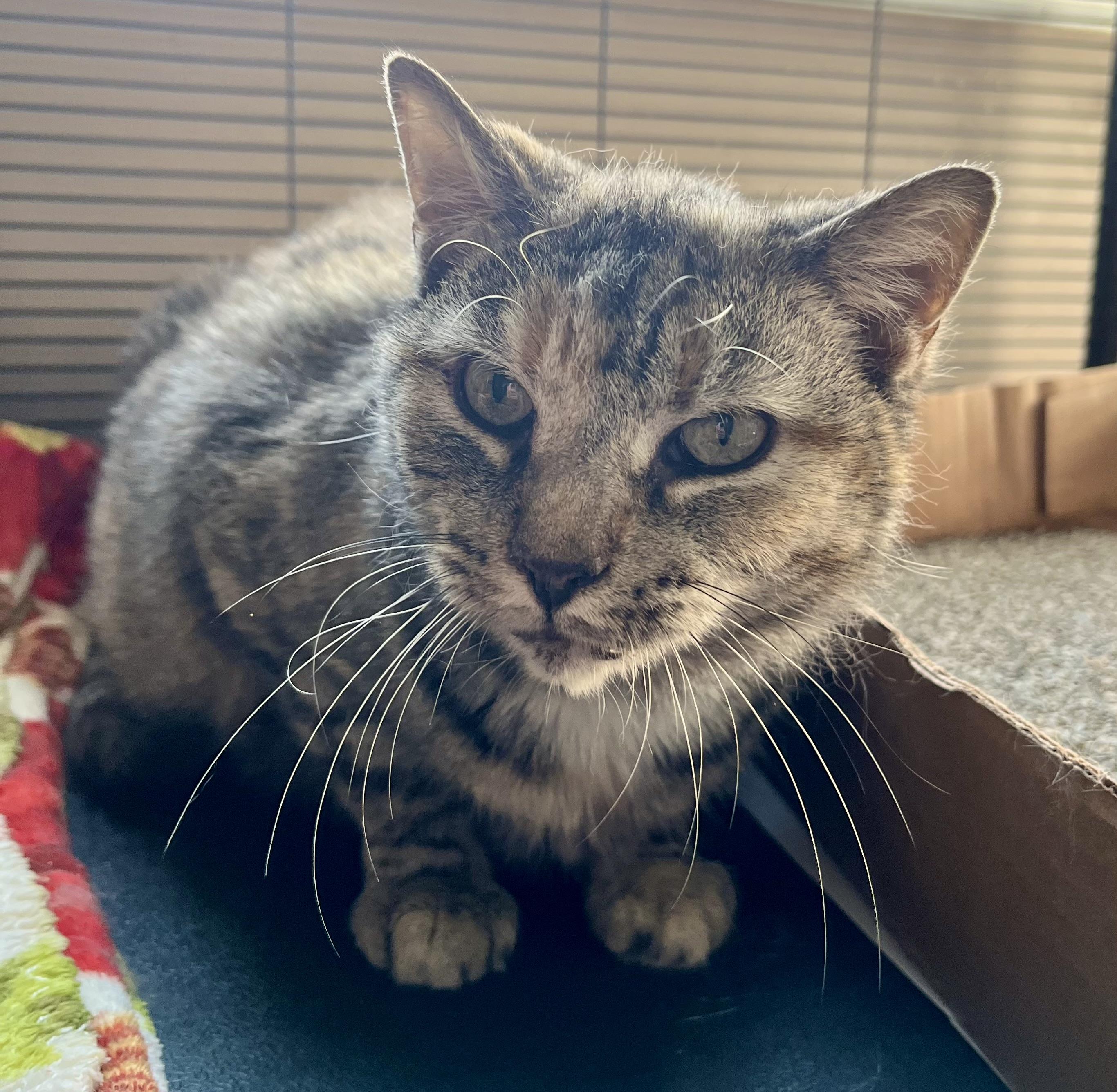 Olive Garden, adoptable, Adult Female Domestic Short Hair.