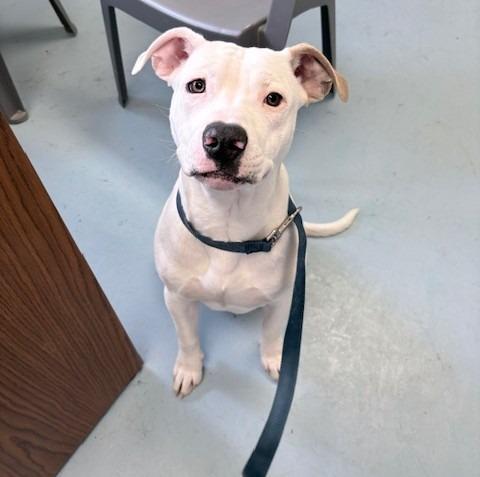 Enlarge Ranger, a Adoptable Staffordshire Bull Terrier in Ogdensburg, NY image 1/2