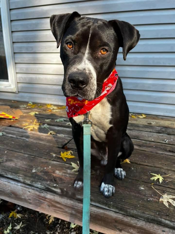 Enlarge Pizza, a Adoptable Pit Bull Terrier in Lexington, MO image 2/6