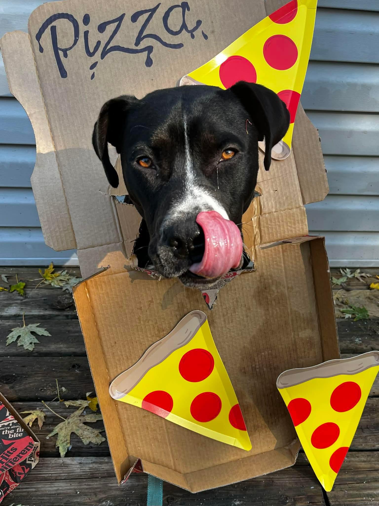 Enlarge Pizza, a Adoptable Pit Bull Terrier in Lexington, MO image 3/6