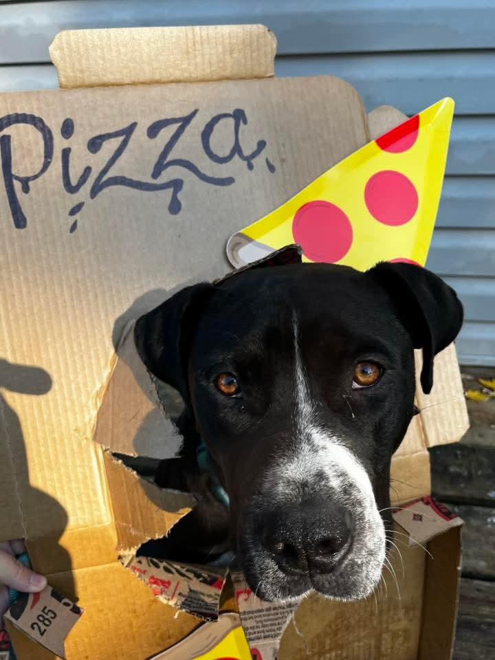 Enlarge Pizza, a Adoptable Pit Bull Terrier in Lexington, MO image 4/6