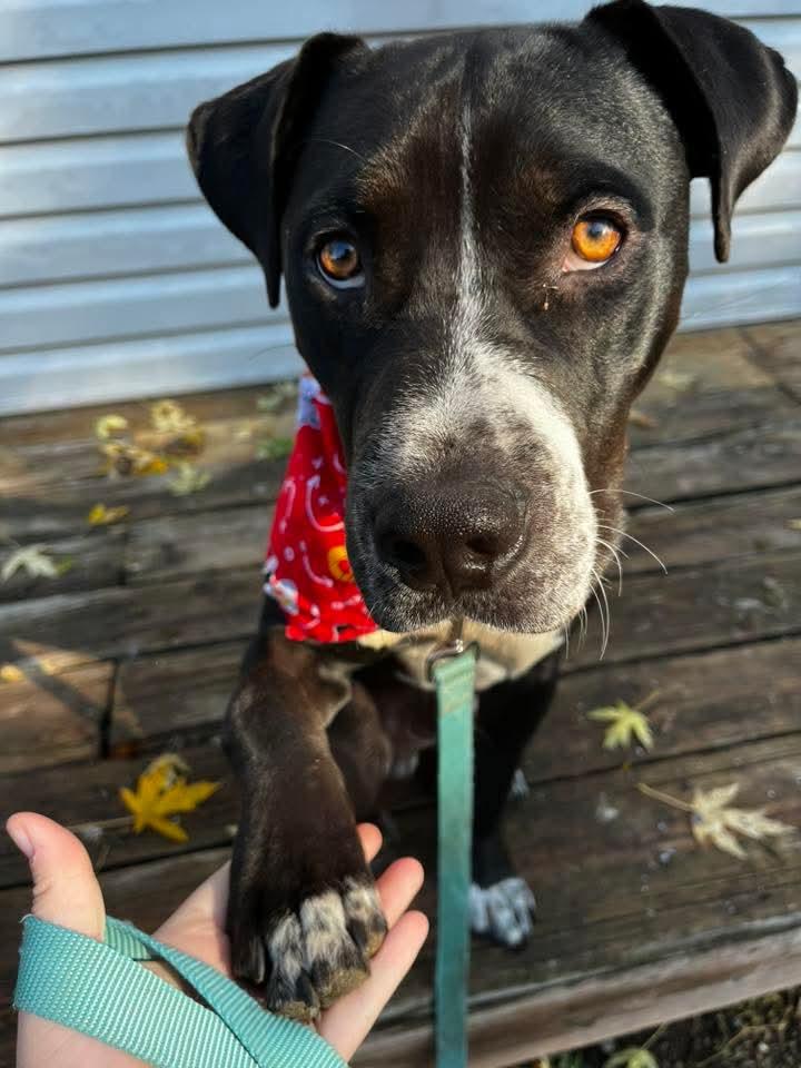 Enlarge Pizza, a Adoptable Pit Bull Terrier in Lexington, MO image 1/6