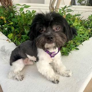 WOODY & BUZZ LIGHTYEAR, a ADOPTABLE Shih poo in Santa Monica, CA image 2/3