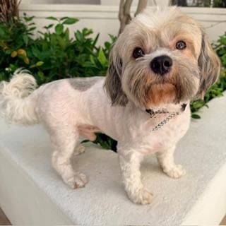 WOODY & BUZZ LIGHTYEAR, a ADOPTABLE Shih poo in Santa Monica, CA image 3/3