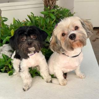 WOODY & BUZZ LIGHTYEAR, ADOPTABLE, Adult Male Shih poo.
