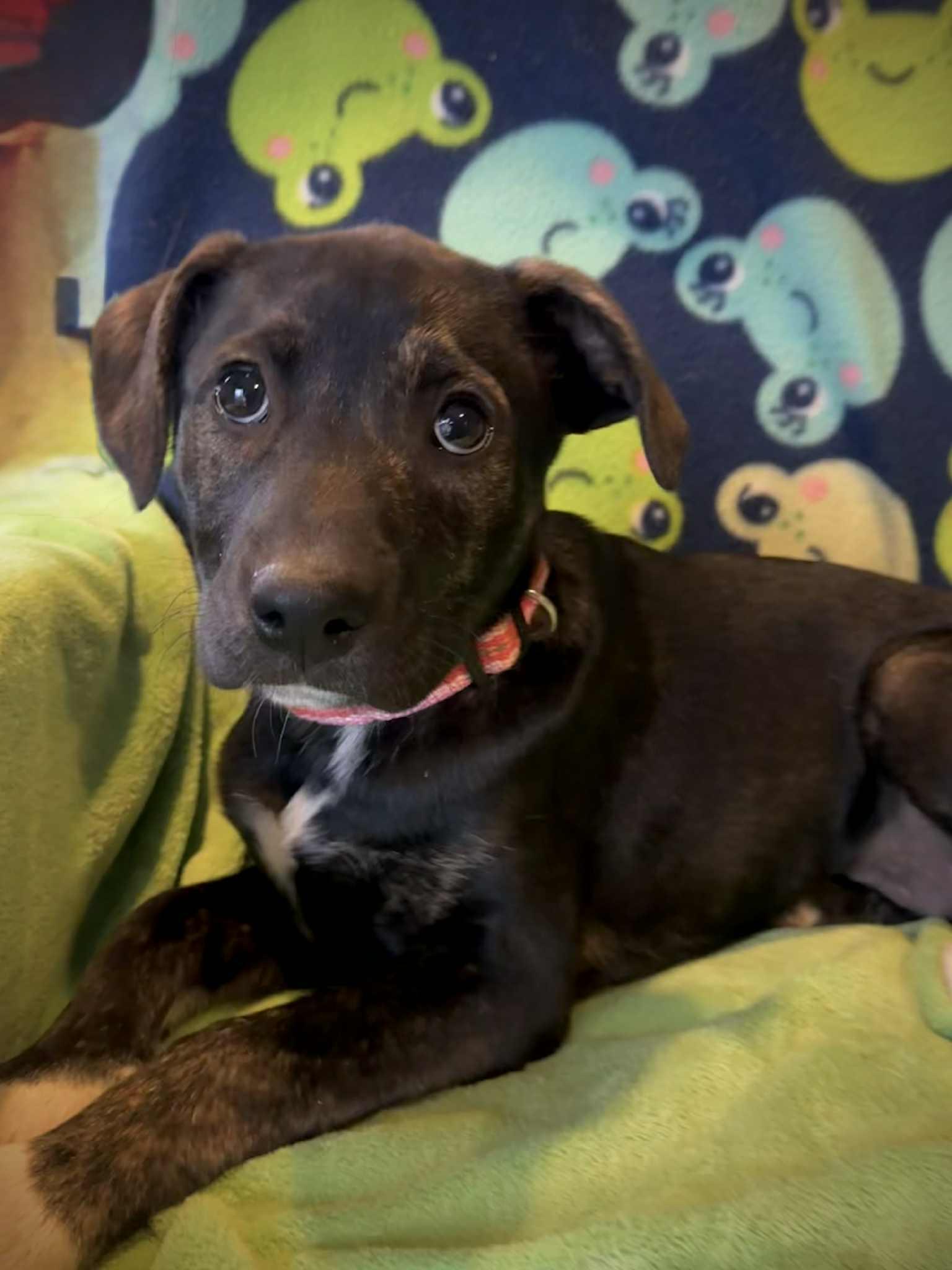 Enlarge Luri, a Adoptable Mixed Breed in Jarrettsville, MD image 4/4