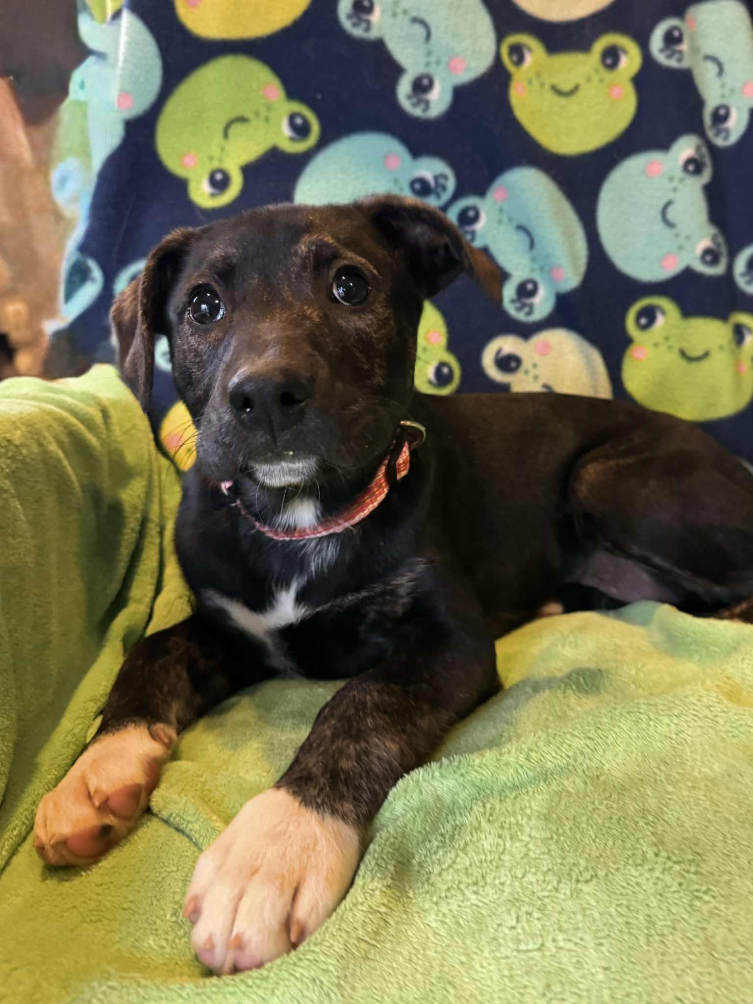 Enlarge Luri, a Adoptable Mixed Breed in Jarrettsville, MD image 3/4