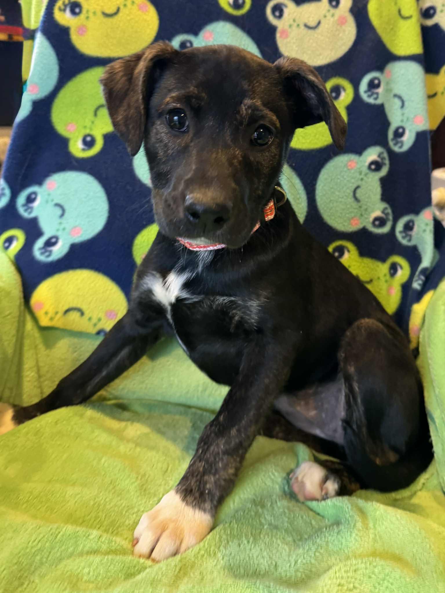 Enlarge Luri, a Adoptable Mixed Breed in Jarrettsville, MD image 2/4