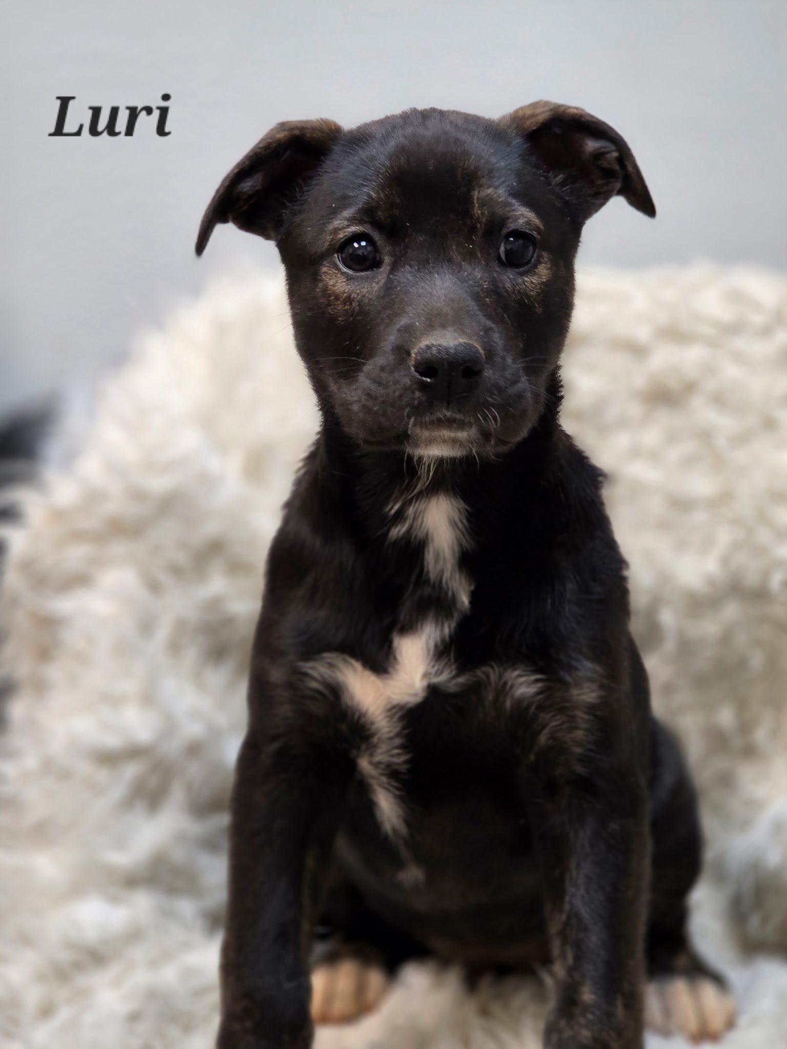 Enlarge Luri, a Adoptable Mixed Breed in Jarrettsville, MD image 1/4