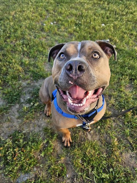 JASON, Adoptable, Young Male American Bulldog & Pit Bull Terrier.