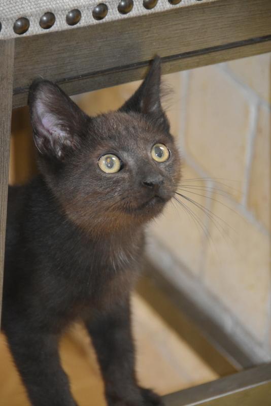 Snori (Bev-Fostered in New England) photo 2