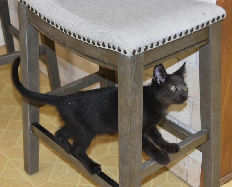 Snori (Bev-Fostered in New England) photo 6