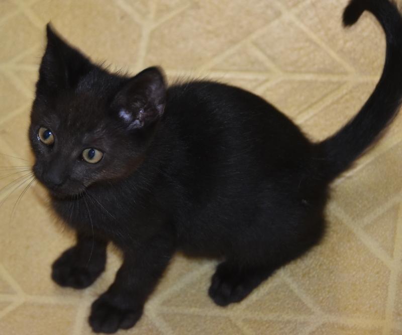 Snori (Bev-Fostered in New England) photo 5