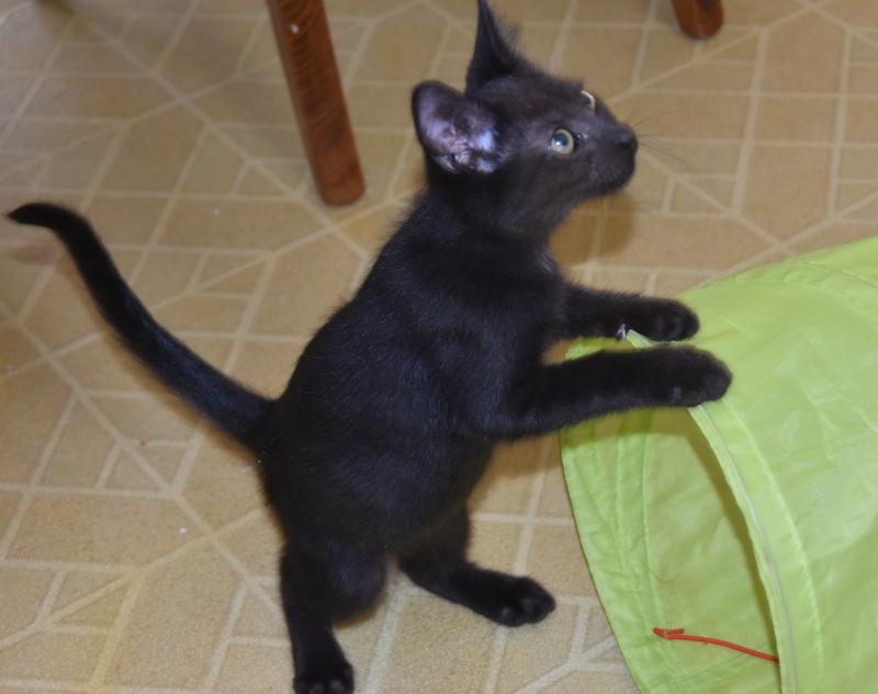 Snori (Bev-Fostered in New England) photo 4