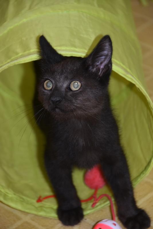 Snori (Bev-Fostered in New England) photo 3