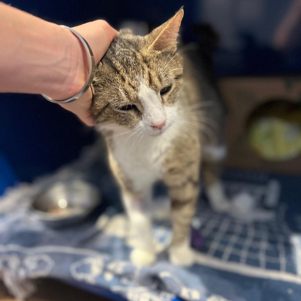 Enlarge Cafe, a Adoptable Domestic Short Hair in Incline Village, NV image 1/2