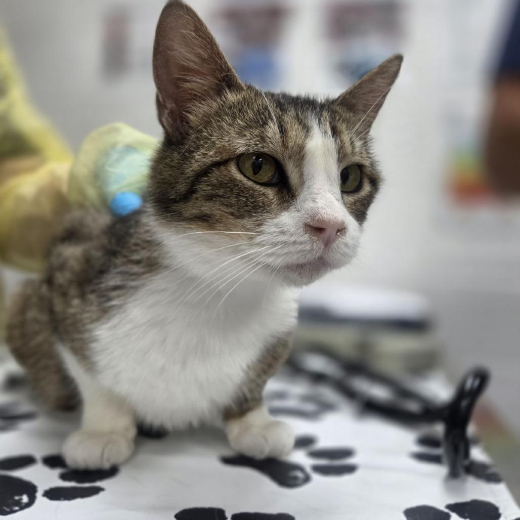 Enlarge Cafe, a Adoptable Domestic Short Hair in Incline Village, NV image 2/2