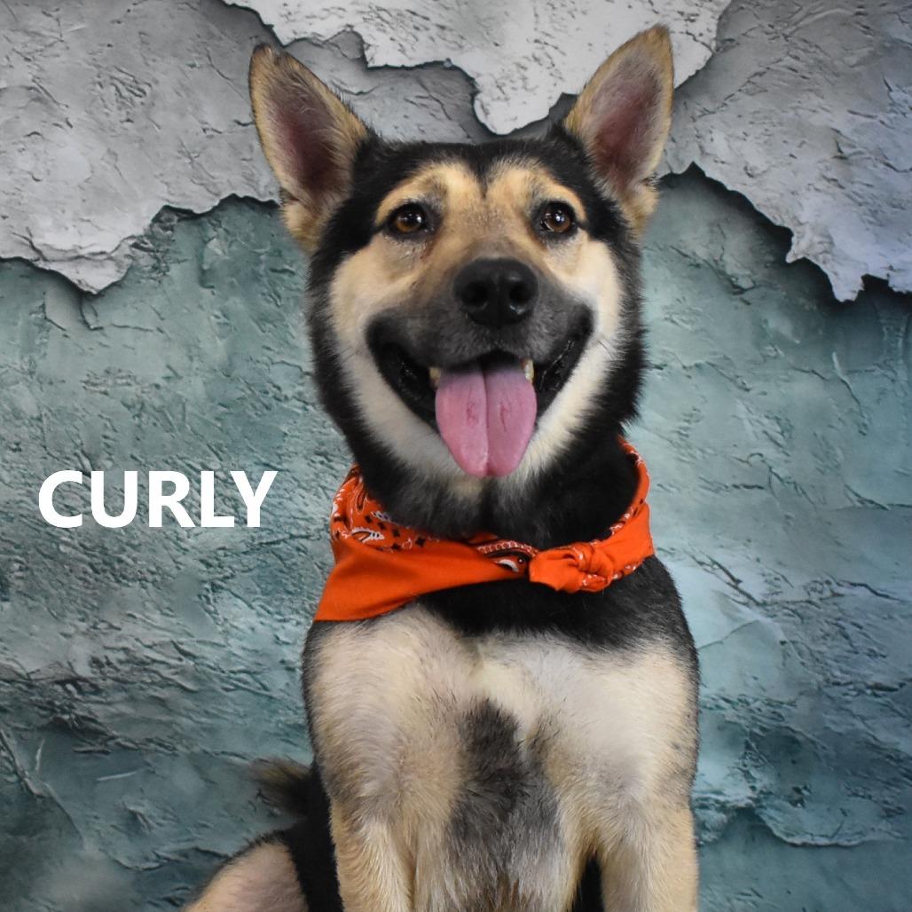 Curly, Adoptable, Adult Male Mixed Breed.