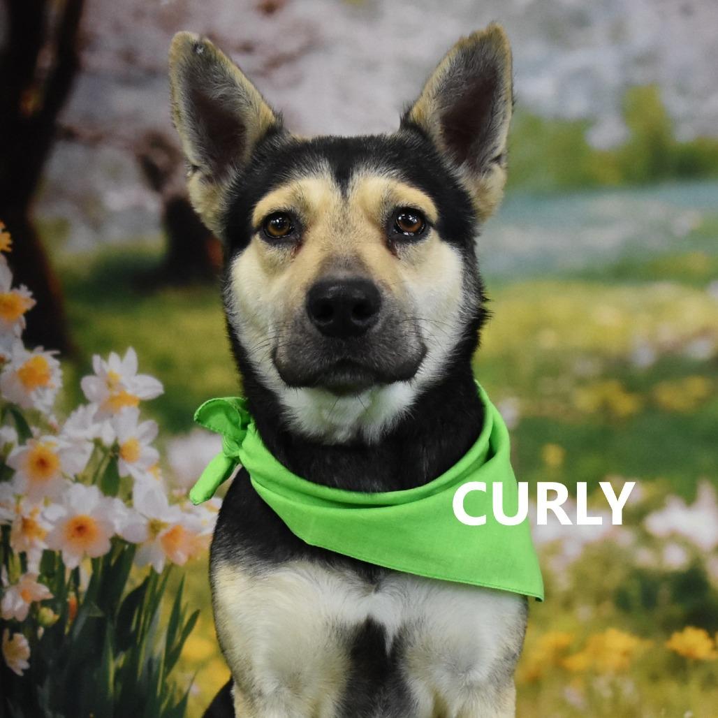 Enlarge Curly, a Adoptable Mixed Breed in Yuma, AZ image 2/3