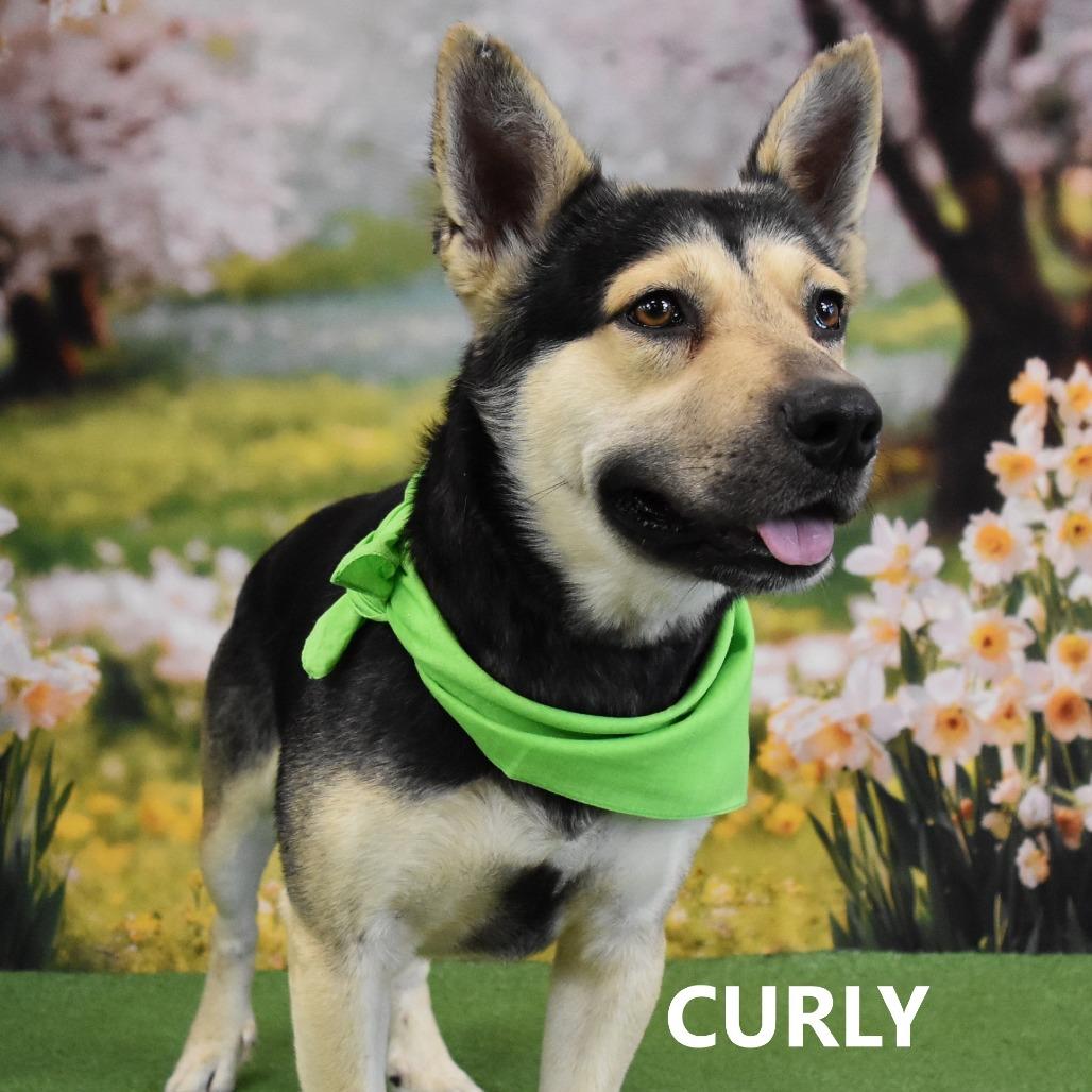 Enlarge Curly, a Adoptable Mixed Breed in Yuma, AZ image 3/3