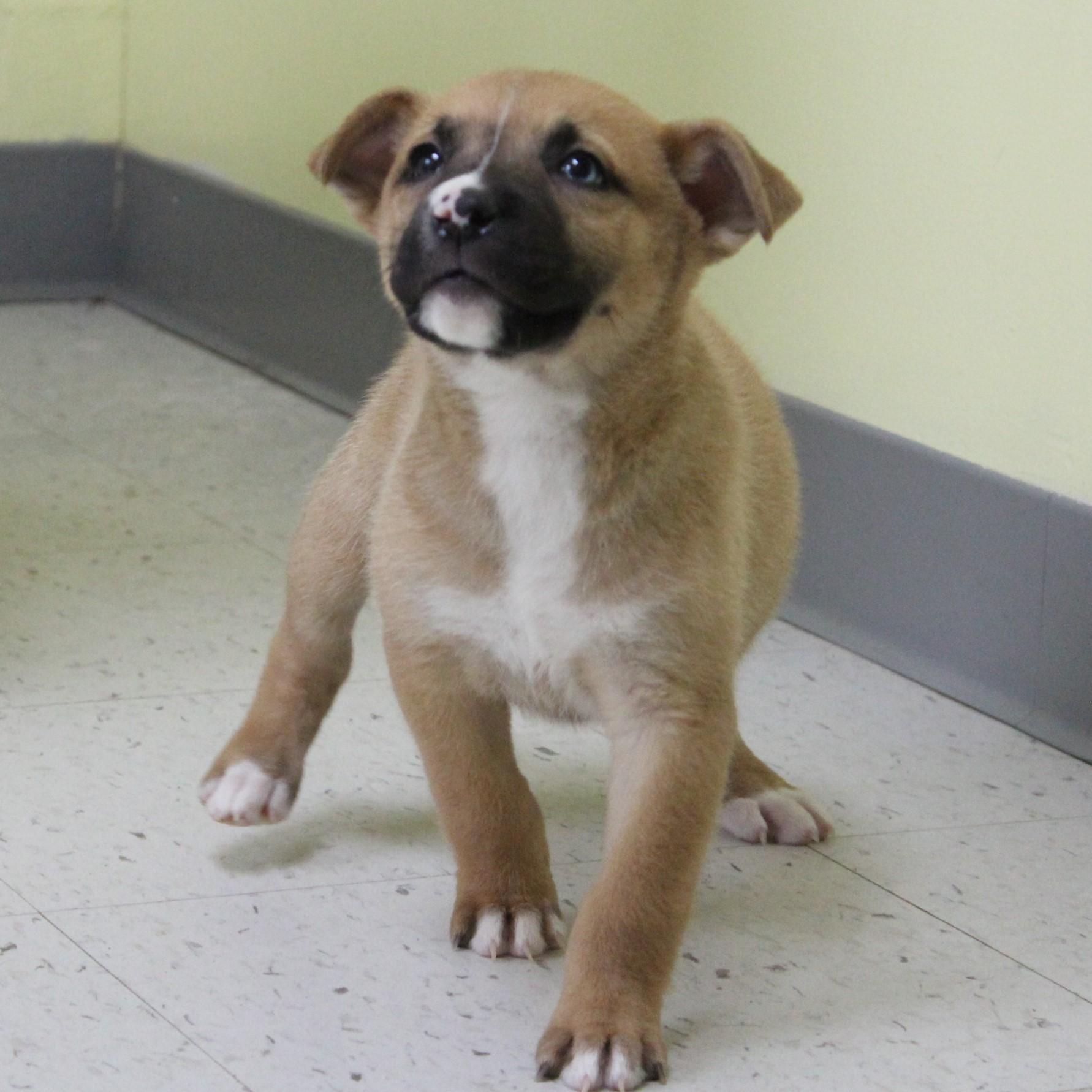 Piggy Pancake thumbnail 3