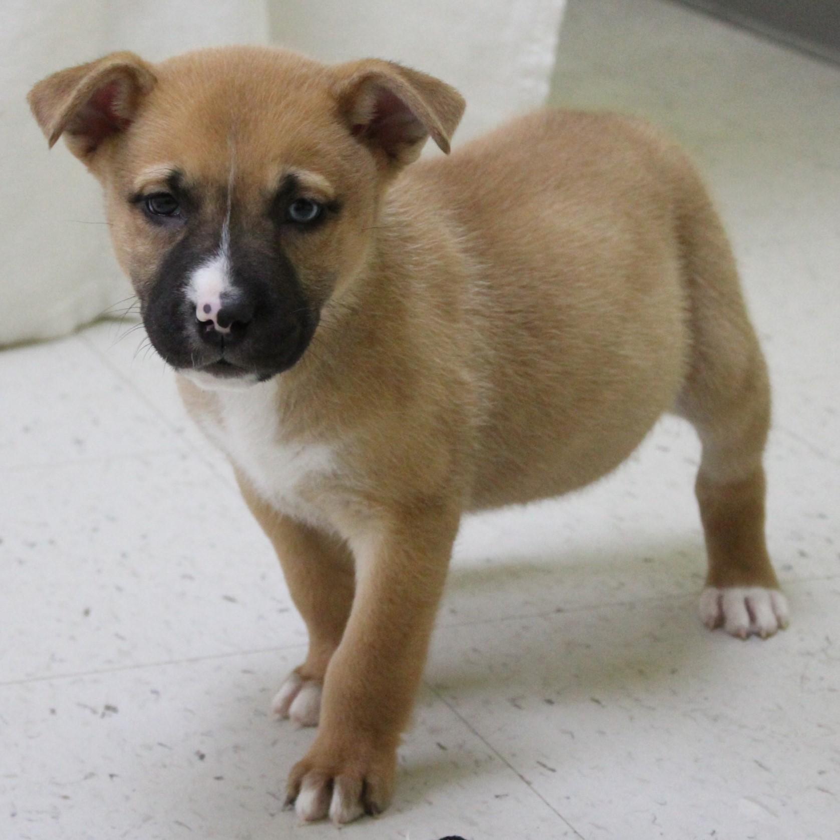 Piggy Pancake thumbnail 3