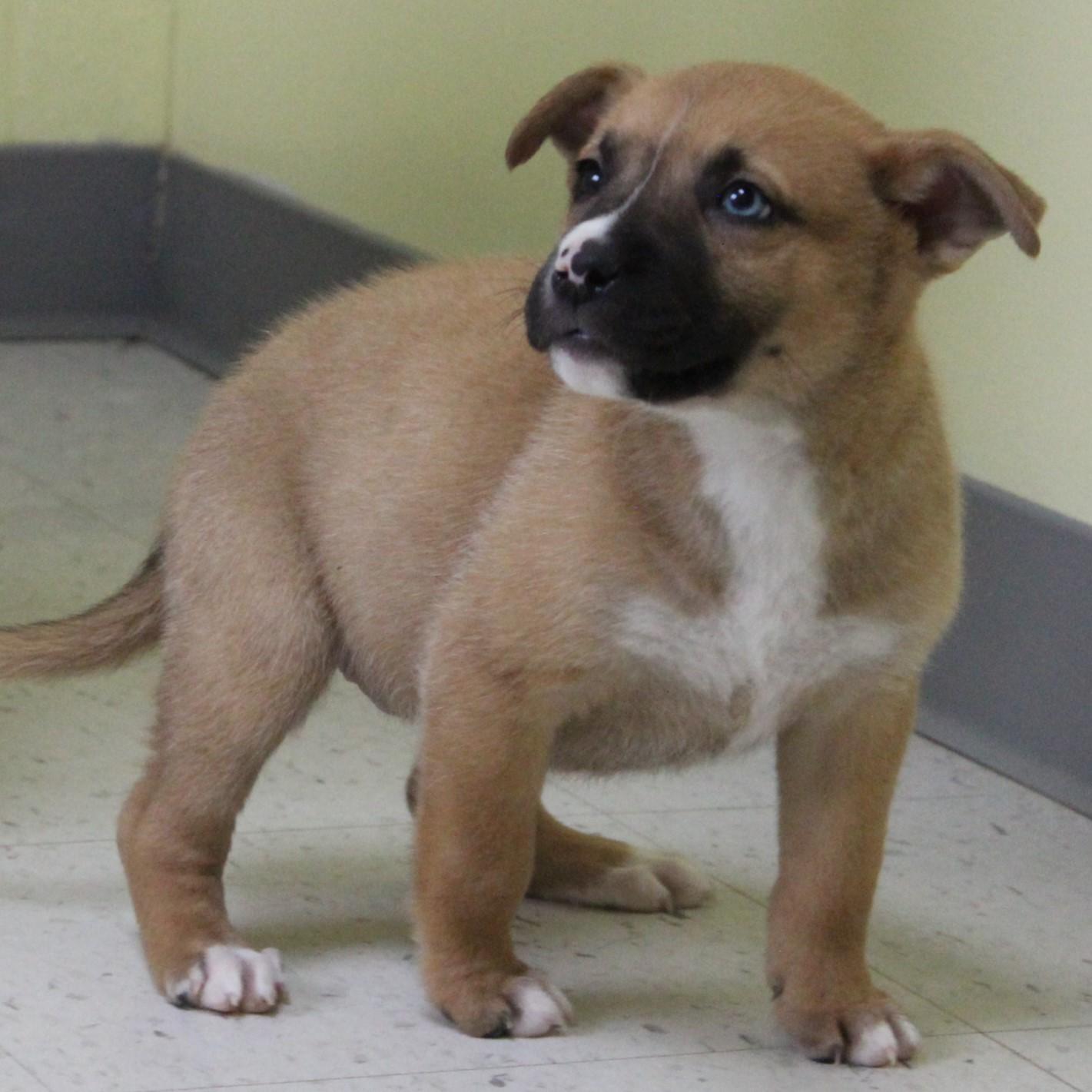 Piggy Pancake thumbnail 6