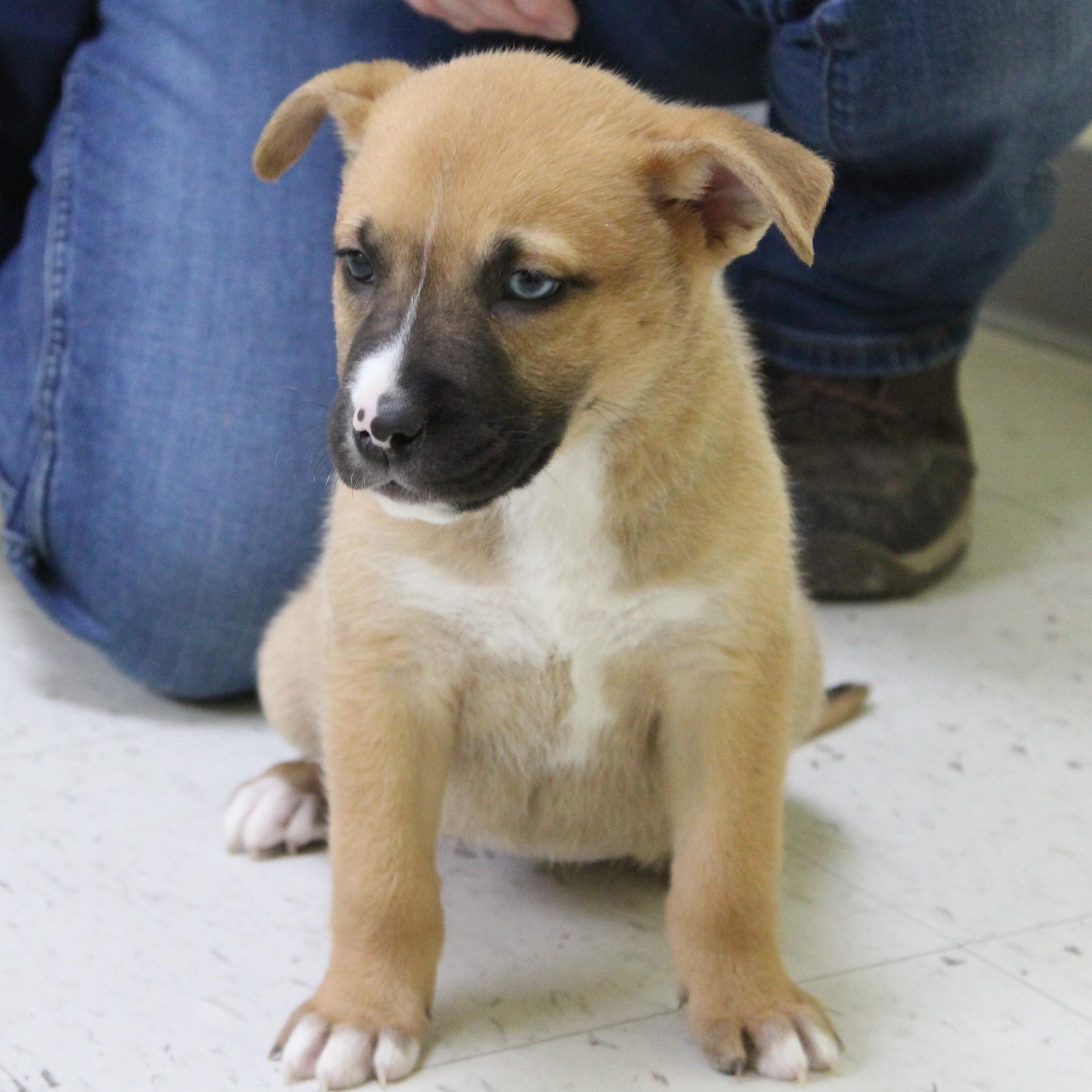 Piggy Pancake thumbnail 7