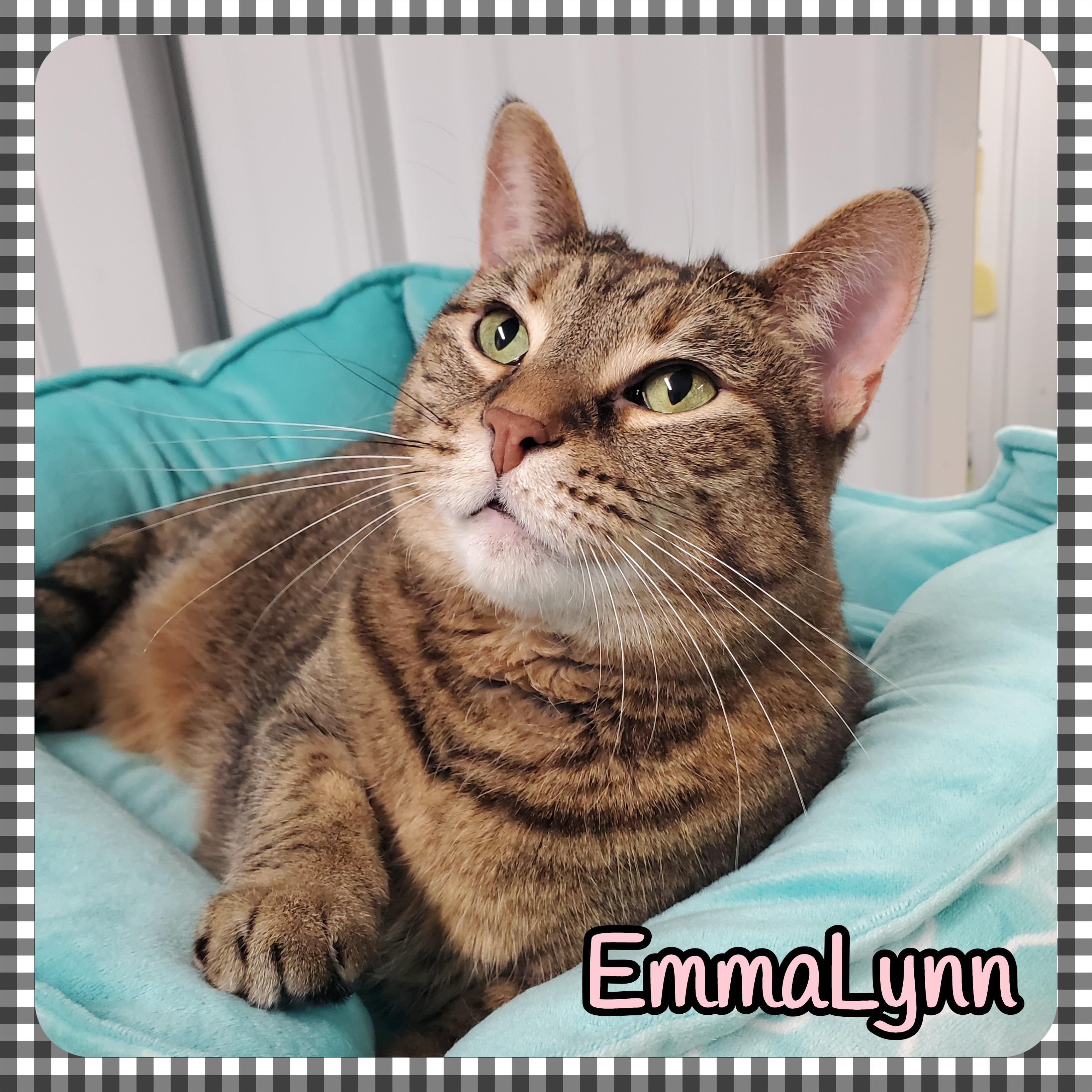 EmmaLynn, ADOPTABLE, Adult Female Domestic Short Hair.