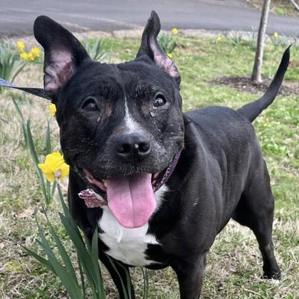 Enlarge Pibby, a Adoptable mixed breed in New Hope, PA image 2/3