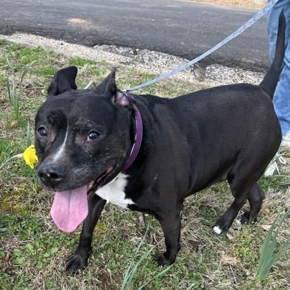 Enlarge Pibby, a Adoptable mixed breed in New Hope, PA image 3/3