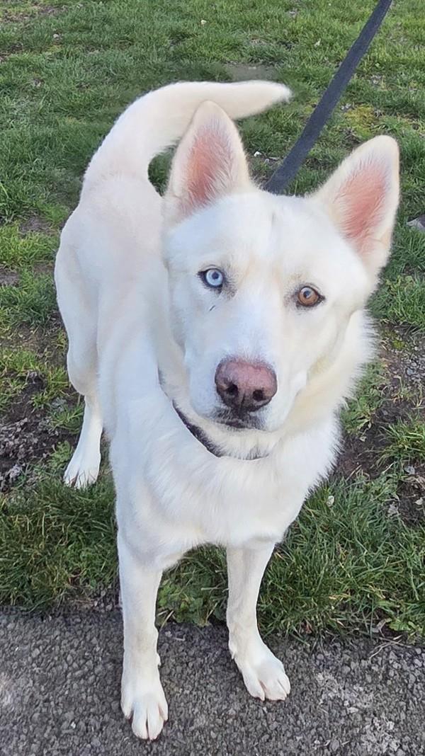 Stratus, Adoptable, Adult Male Shepherd & Siberian Husky.